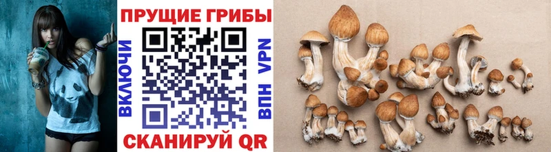 Галлюциногенные грибы Psilocybine cubensis  Томмот 